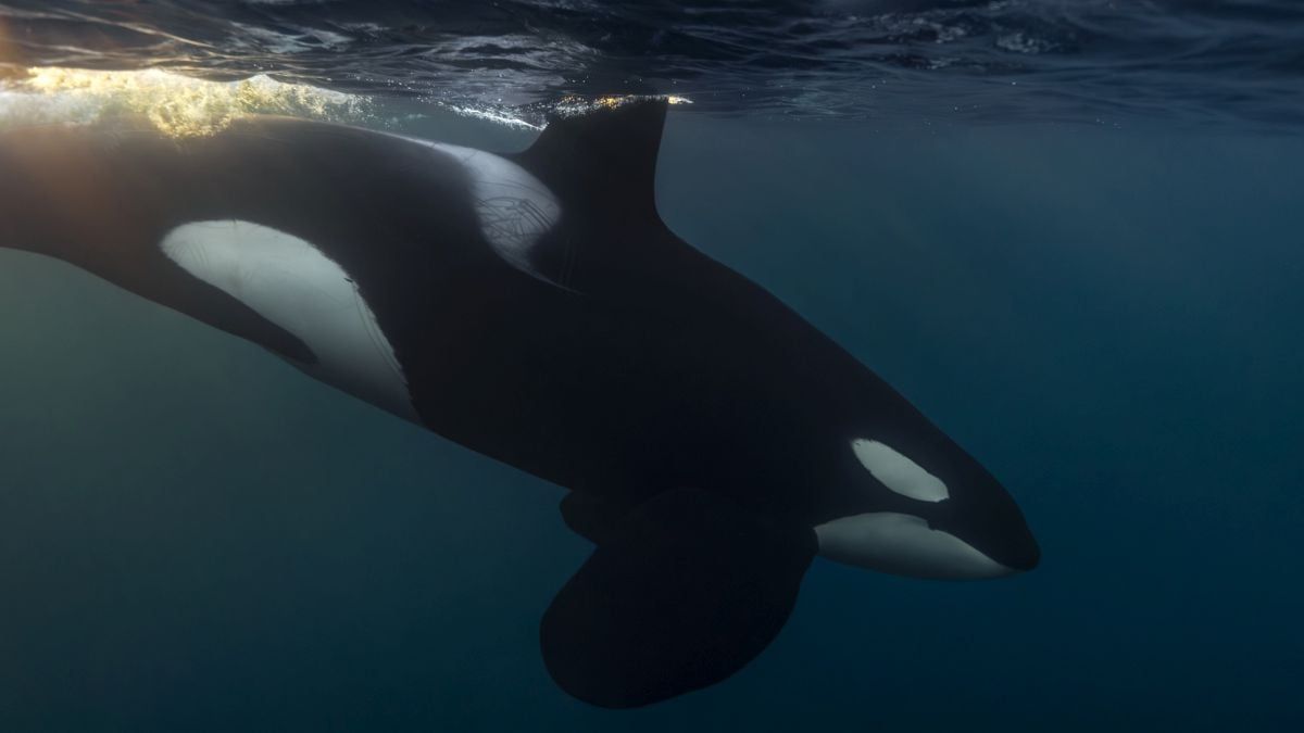 An orca pictured with ScienceAlert's report on pilot whale acoustic signals. - sciencealert.com