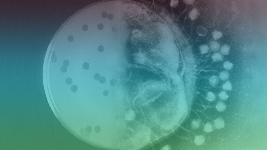 A digital composite of bacteriophage attacking a bacterium. - ABC/Stanford University