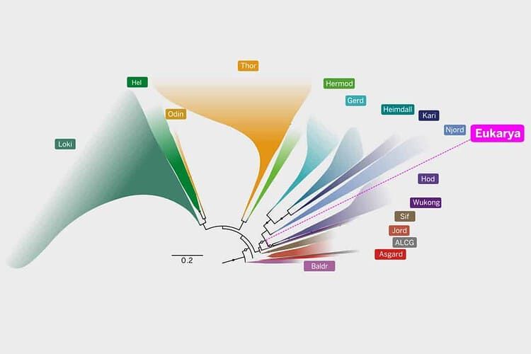 Illustration accompanying ZME Science’s article on the Asgard archaeal ancestry of eukaryotes. - The University of Texas at Austin