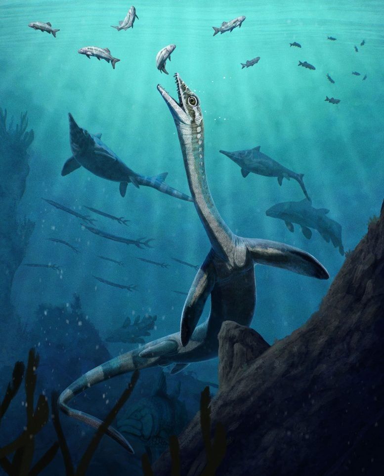 Reconstruction of the long-necked marine reptile Austronaga minuta. - Gabriel Ugueto