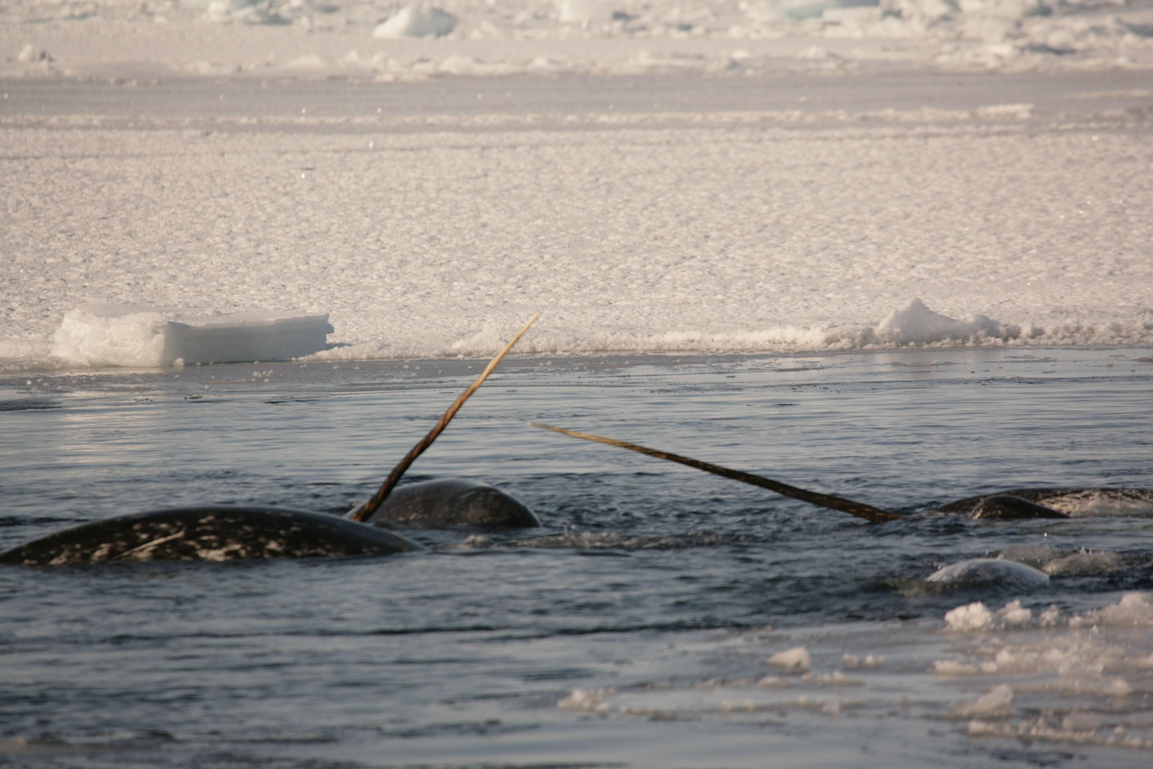 Narwhals at the surface displaying their tusks - Mads Peter Heide-Jørgensen