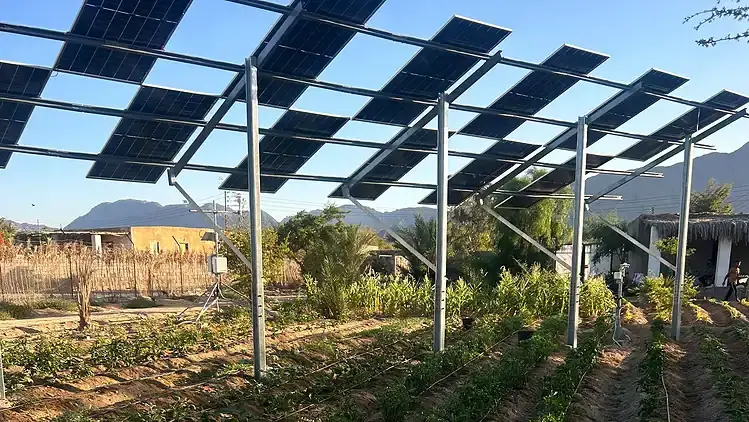 Solar panels installed above crops in Egypt. - Maged El-Said
