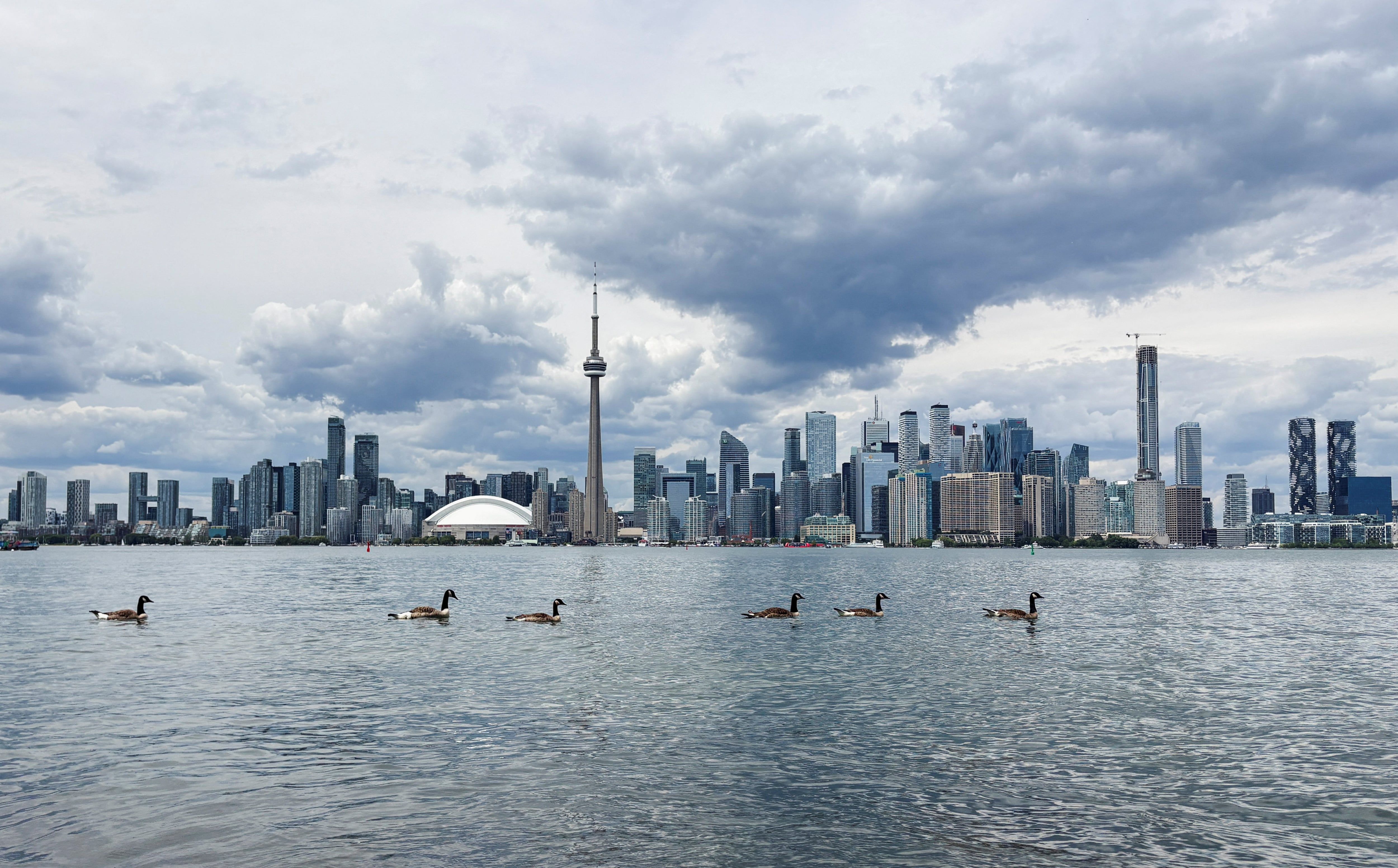 Canada geese swim in Lake Ontario near Centre Island, during the FIFA World Cup in Toronto, Canada, June 24, 2026. - Reuters/Bhargav Acharya
