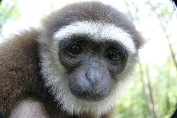 Gibbon image accompanying Nautilus coverage of gaze and the human mind - nautil.us