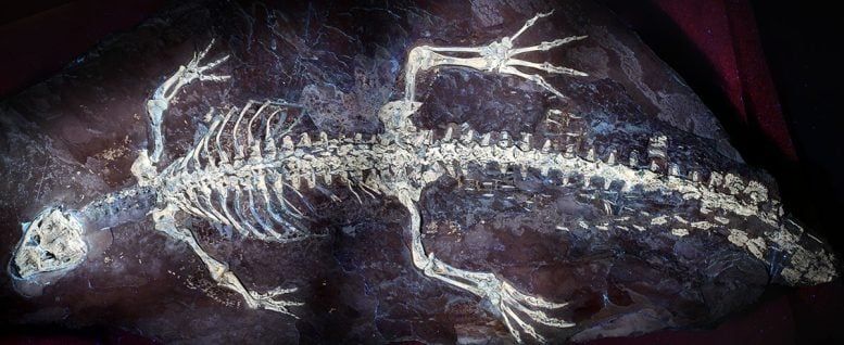 Montsecosuchus depereti under ultraviolet light. - Castillo-Visa, O. et al.