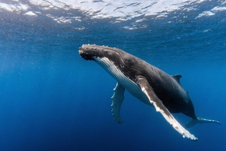 A humpback whale swims in the water. - scitechdaily.com