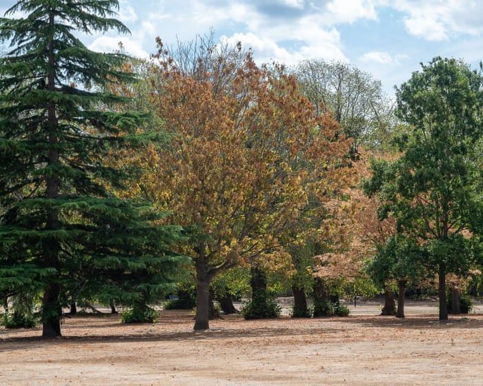 Parched grass in Slough, Berkshire, as trees undergo early autumn after extreme heat. - Maureen McLean/Shutterstock