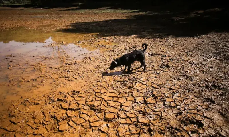 A dog walks on cracked ground at the dried-up Guarne Lagoon in Arvi Park amid drought conditions linked to the El Niño phenomenon, in Medellin, Colombia, September 3, 2026. - Reuters