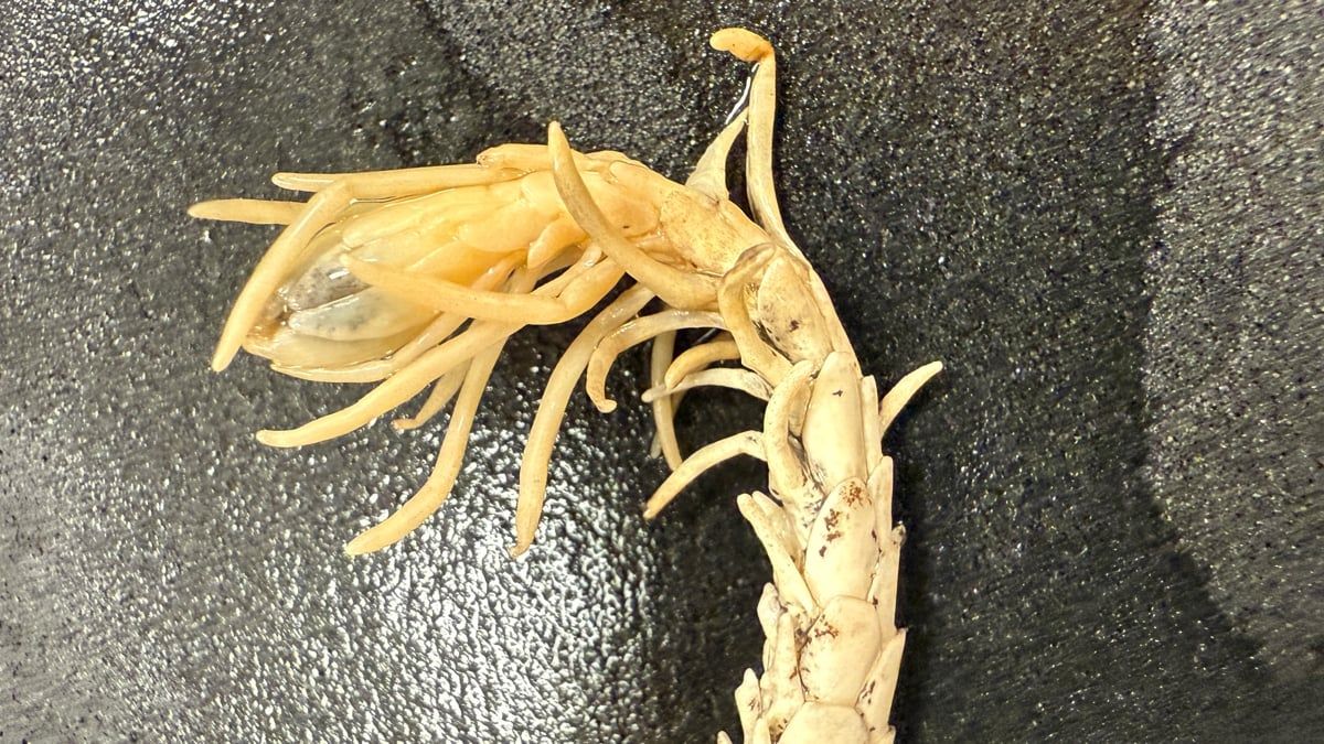 Spider-tailed horned viper showing the spider-like tail tip. - Omid Mozaffari/Wikimedia Commons, Public Domain