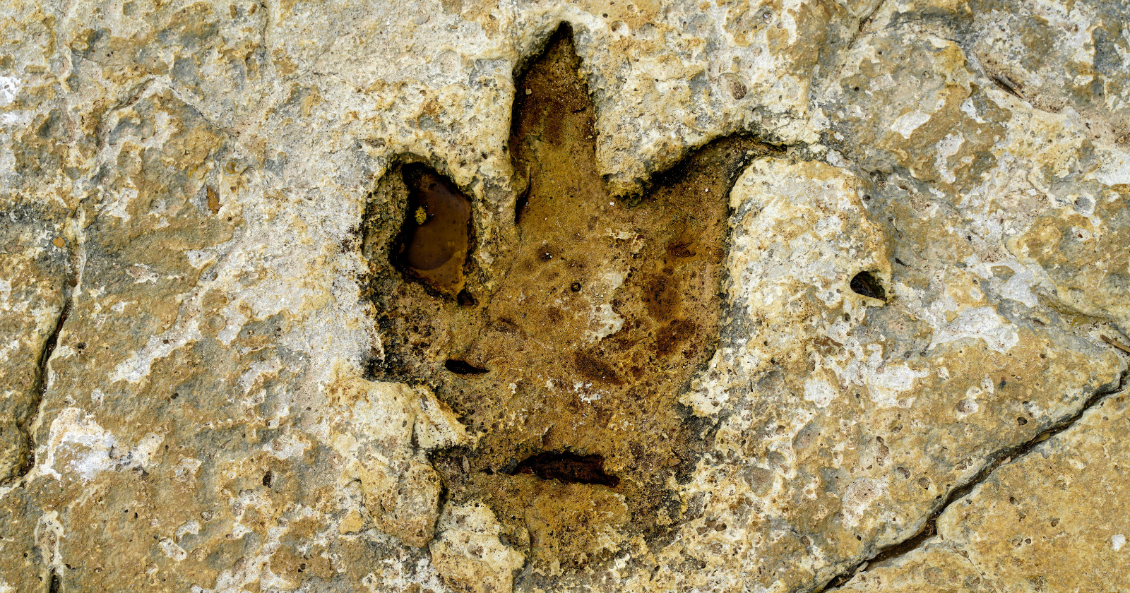 Tyrannosaurus rex footprint from the newly identified trackway in North Dakota - spacedaily.com
